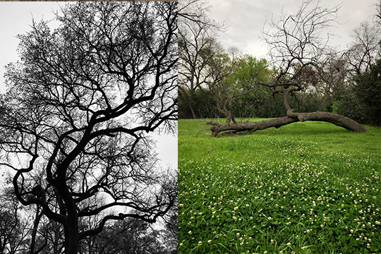Left: view from below of tree branches, Right: wide open field with green grass and a falllen tree branch in the center