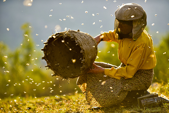 Woman in yellow shirt and brown khakis wearing a beekeeping mask and handling a honeycomb