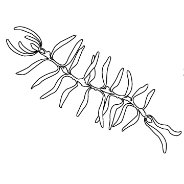 Drawing of centipede jewelry