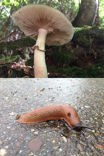 Matthew Ronay nature walk observations of mushroom and slug