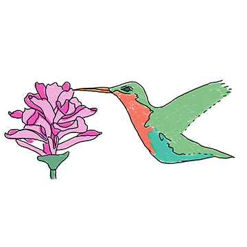 Drawing of a hummingbird and a flower